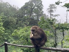 -峨眉山风景名胜区