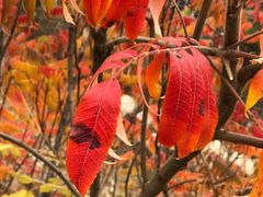 -保利·罗兰香谷