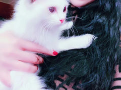-70cat德文卷毛猫·缅因猫纯种猫舍
