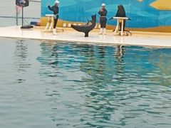 -秦皇岛乐岛海洋王国