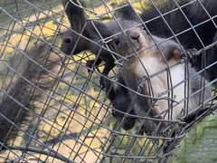 -西霞口神雕山野生动物世界