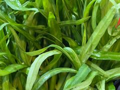 空心菜-福合埕牛肉丸(福平路店)