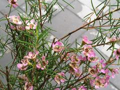 -静岸花卉园艺(三星坊店)