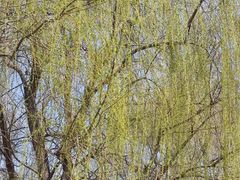 -长白岛森林公园