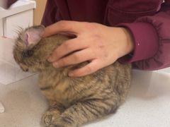 -瑞派康怡24h宠物医院·犬猫医疗中心·微创绝育(瑞景分院)