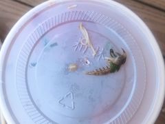 -胡仕光陵水酸粉