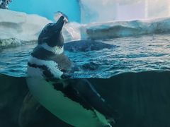 -北海海底世界