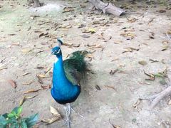 -广州长隆飞鸟乐园