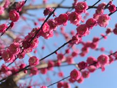 -花开海上生态园