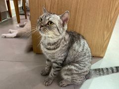 -Heymao猫咖.咖啡厅(东门店)