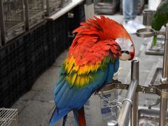 -园圃街雀鸟花园