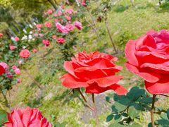 -合肥滨湖国家森林公园