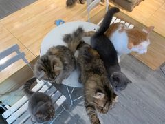 -猫亿天猫咖