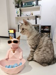 -飞梵造型