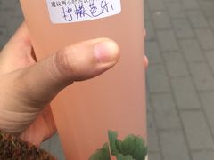 -鸡鸣赐茶(鸡鸣寺路店)