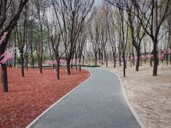-枫花园汽车电影院(朝阳公园店)
