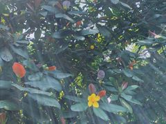 -华南国家植物园-售票处