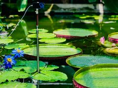 -国家植物园南园