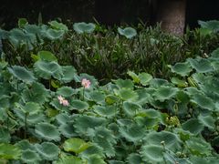 -荔湾湖公园