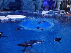 -上海海昌海洋公园