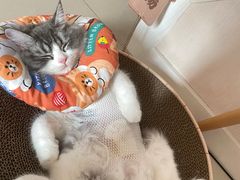 -萌兽医馆·宠物医院·猫骨科(创景店)