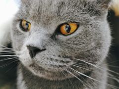 -藏猫猫咖啡主题馆(中央大道店)