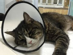 -瑞派·关忠动物医院·异宠专科·犬猫肿瘤·皮肤专科(望京店)