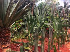-呀路古热带植物园