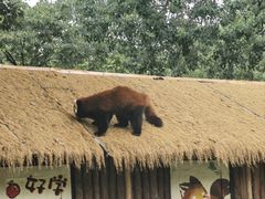 -合肥野生动物园