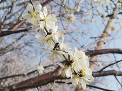 -桃花堤公园