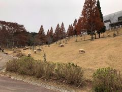 -神户市立六甲山牧场