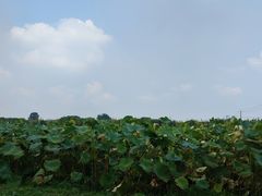 -嘉北郊野公园