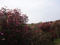 -贵州百里杜鹃风景名胜区