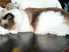-蓝鲸·缅因猫舍