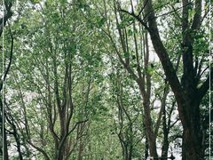 -棒棰岛宾馆景区