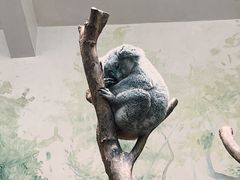 -广州长隆野生动物世界