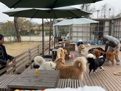 -趣多多宠物公园·宠物训犬学校·宠物寄养