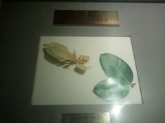 2012-03-18&nbsp;12.22.26-上海昆虫博物馆