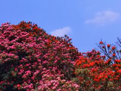 -贵州百里杜鹃风景名胜区