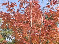 -北京西山国家森林公园