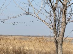 -盐城丹顶鹤湿地生态旅游区