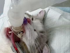 -美美宠物诊疗中心·异宠·骨科(滨江东信分院)