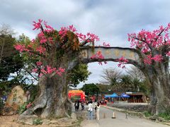 -天适樱花悠乐园