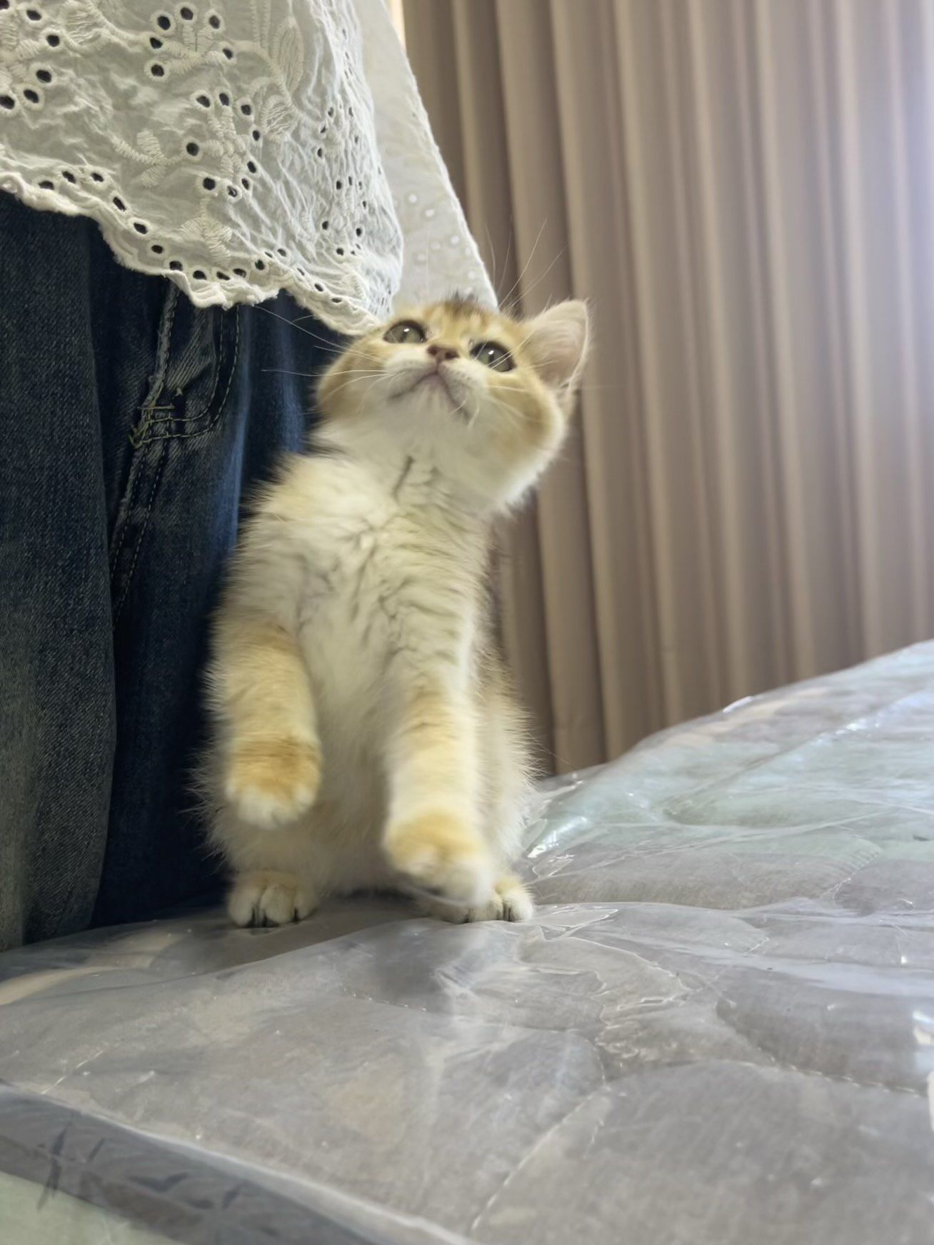 家养金渐层 找家长 两个多月 很活泼黏人 仅苏州自提