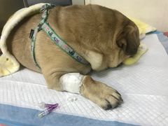 -成都民大动物医院
