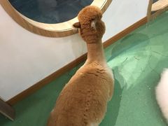 -藦茜花园宠物主题亲子互动体验馆(国顺东路店)