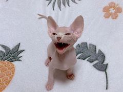 -纳吉亚猫专科动物医院·北北分院