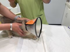 -艾吉宠物医院·疑难杂症转诊中心·猫友好(碧江路院)
