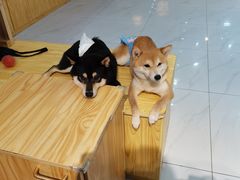 -柴源莊·柴小宠柴犬咖啡