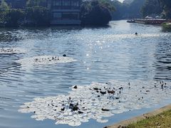 -荔湾湖公园